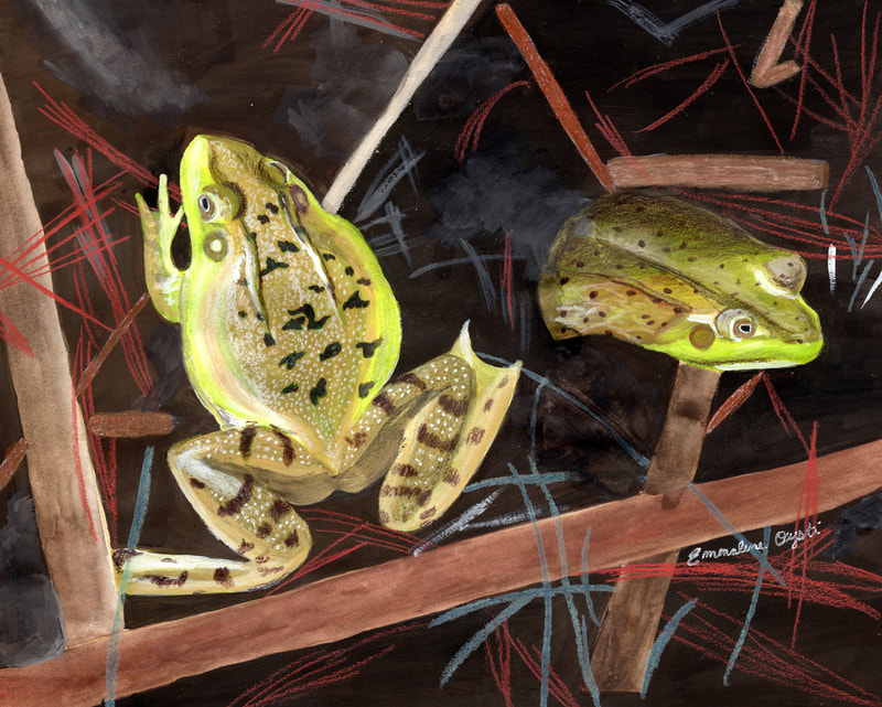 Frogs surrounded by twigs in dark pond